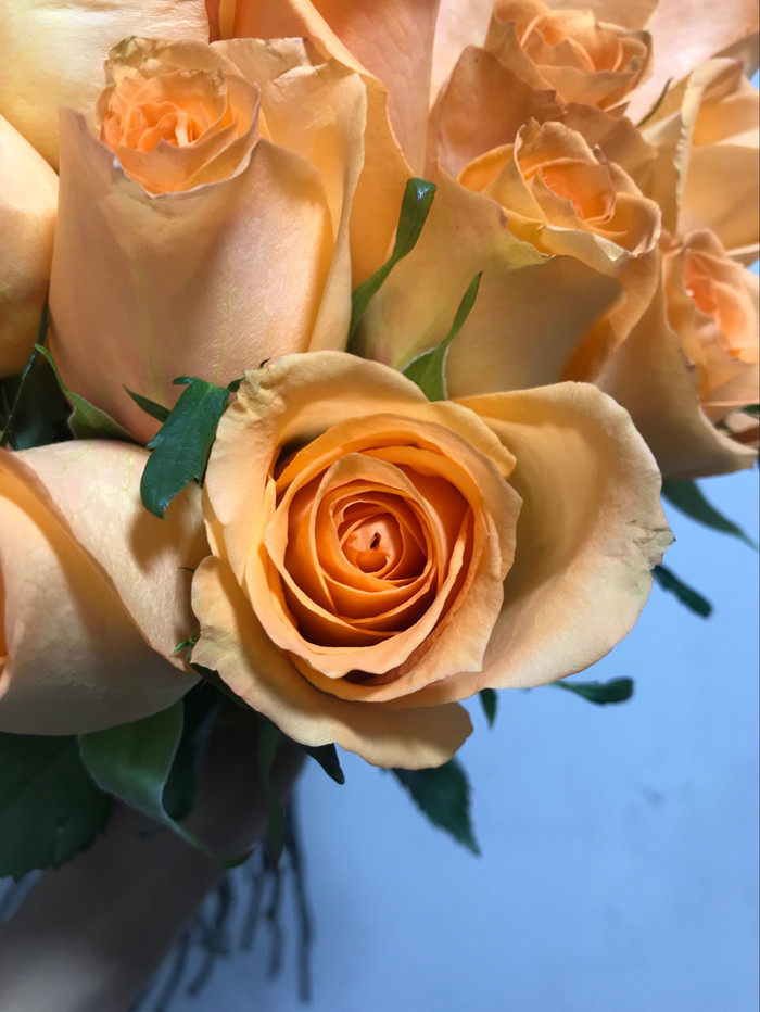 美女礼物 假日公主玫瑰 桔黄橙色19朵 小资花艺 顺丰同城鲜花速递