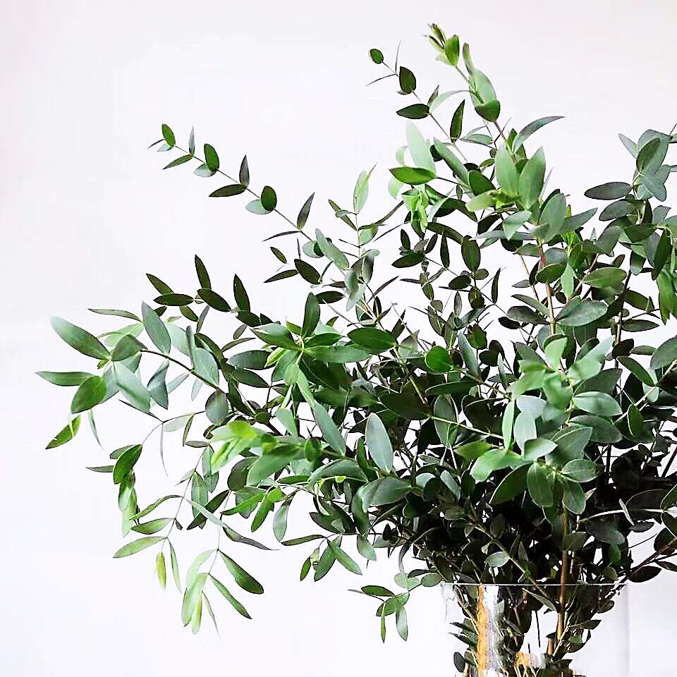 尤加利细叶配叶配花鲜花云南直发昆明直批基地斗南花市插花水养-好货