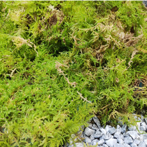 Immortal moss lawn drying spray color landscaping Moss long Moss large gray moss decorative moss