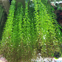 Simulation clear green small leaves hanging hanging orchid willow leaves hanging decorative green planting tender leaves