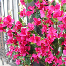 Simulation touch rubber leaf single triangle plum simulation triangle rose door head flower arrangement climbing vine decoration background layout