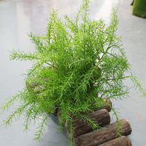 Simulation of Asparagus single small green plant pot flower arrangement short branch Asparagus small grass decorative accessories flower wall embellishment