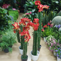 Simulation Tropical Desert Fire Kirin Jade Kirin Decoration Plant Props Eco-Garden Clubhouse Mall Scenery Green Plant