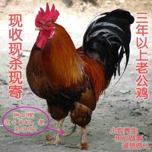 正宗农家散养山里二到三年左右 老公鸡 土鸡 公