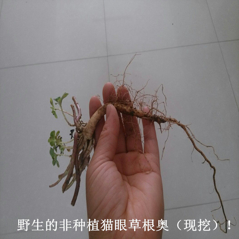 新鲜野生泽漆根 猫眼草根五朵云根猫儿眼根 现挖250g包邮