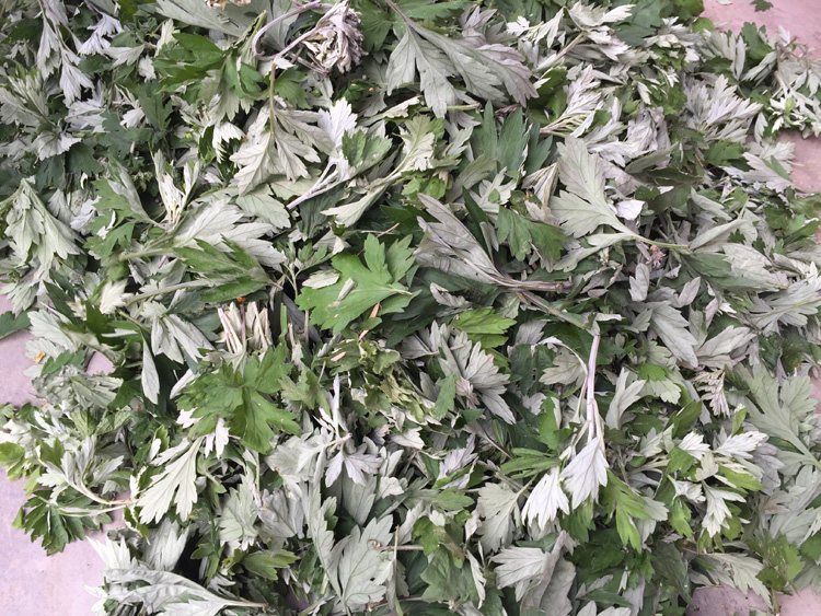 野生陈艾叶草 艾草 干艾草叶泡脚包泡澡祛湿暖宫艾条艾绒艾柱500g