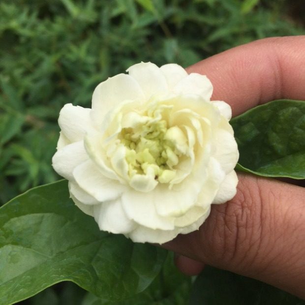 包邮大花虎头茉莉花盆栽 狮头茉莉重瓣三叶对生 庭院