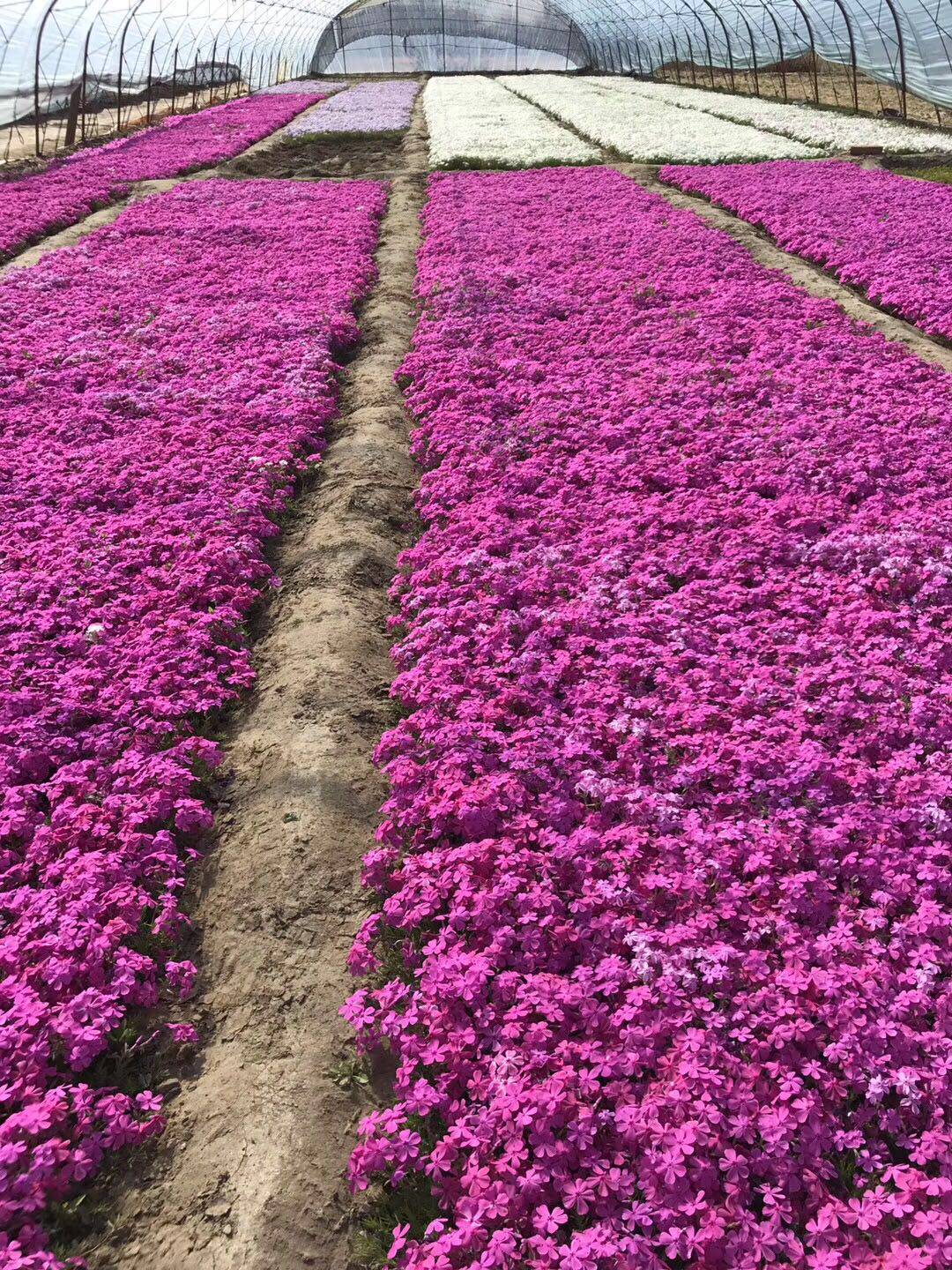 芝樱花苗丛生福禄考花苗四季易种花苗庭院绿化工程绿化耐寒耐旱苗-好