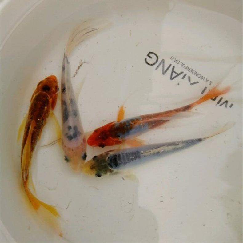 释水 观赏鱼冷水鱼发财鱼风水鱼锦鲤鱼