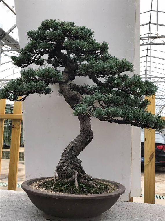 五针松古桩盆景,短叶五针松古桩,高雅盆景别墅阳台必备_7折现价6000元