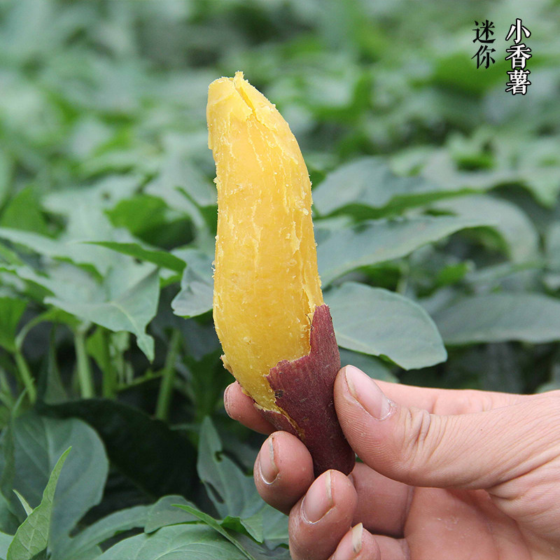 天目山小香薯 临安农家小红薯新鲜蔬菜小番薯板栗山芋
