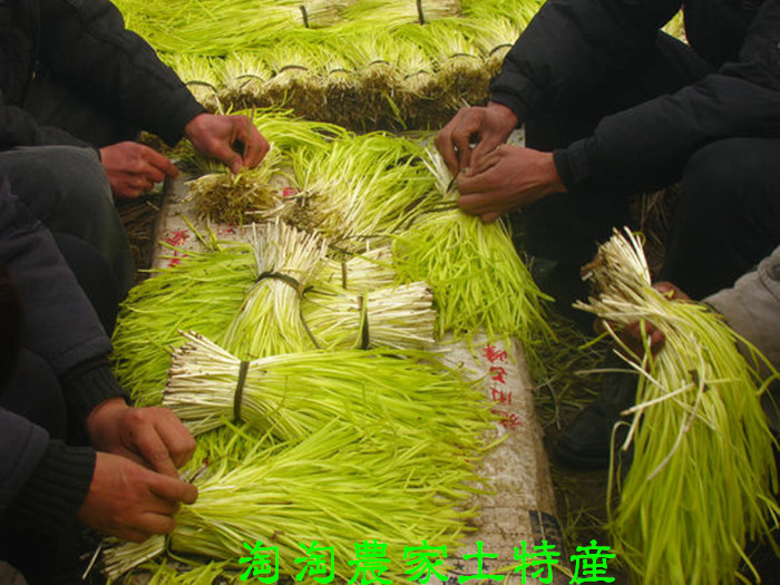 韭黄 黄  净含量:500g 包装方式:食用农产品 品种:韭菜 售卖方式:产地