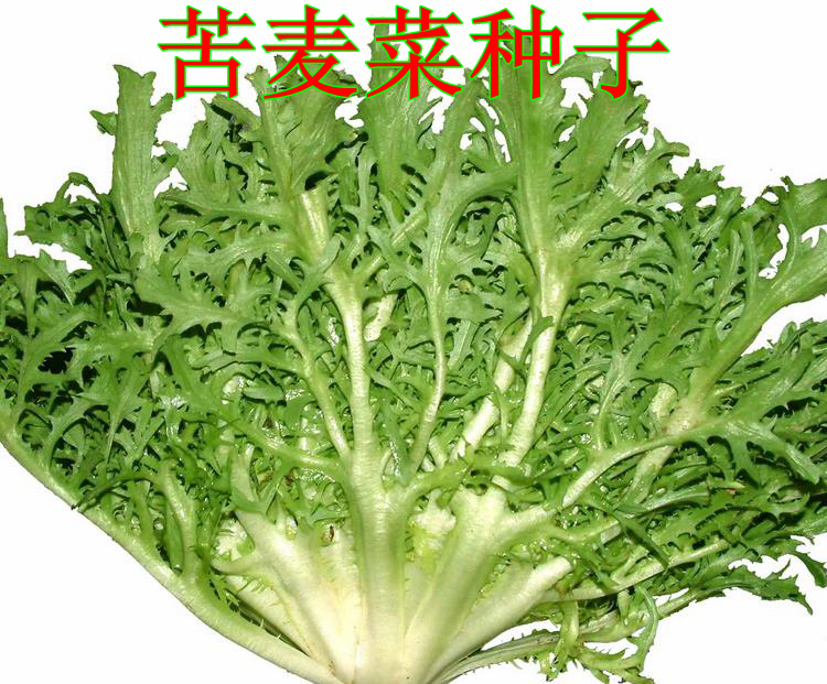 苦麦菜种子 食用菊苣 苦苣菜 苦麻菜 苦买菜 多年生牧草种子 耐寒_7折