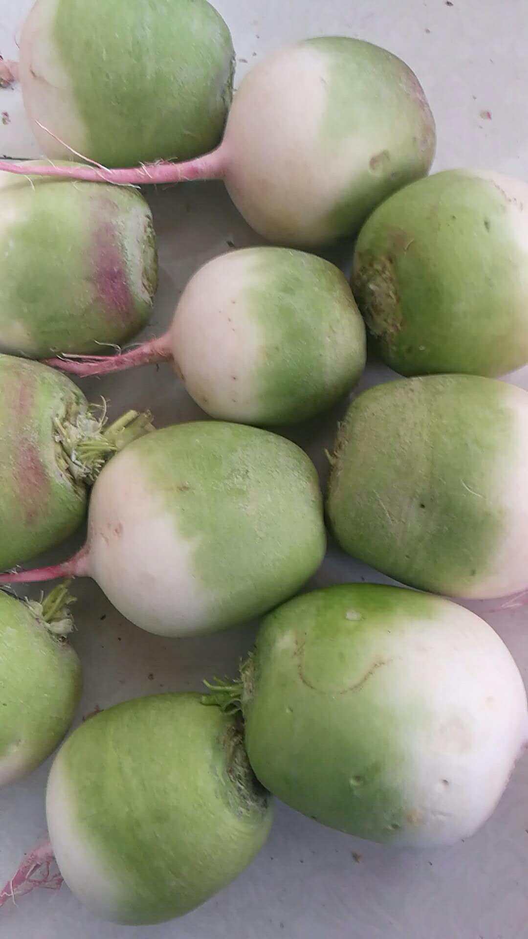 农家种植5斤包邮东北绿皮红心大萝卜,清脆可口_双氙车灯改装网