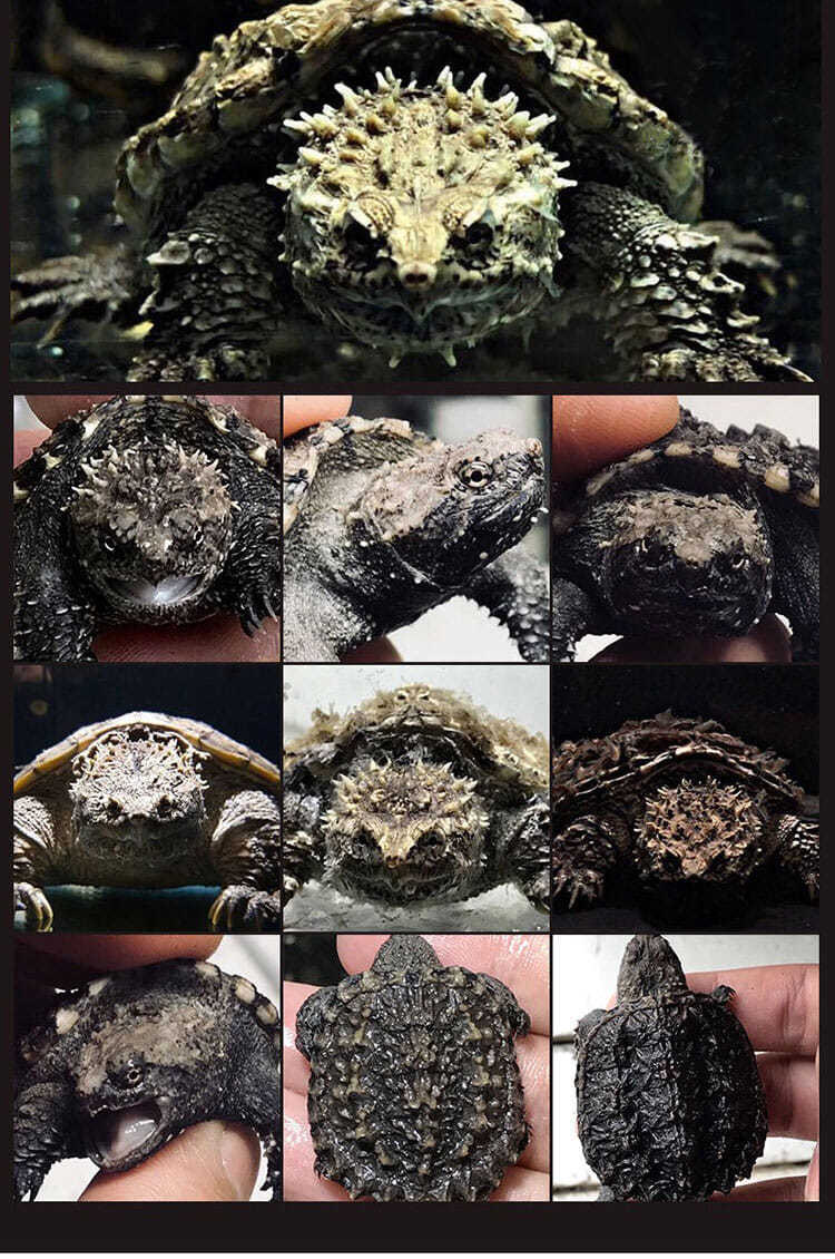纯佛爆刺鳄龟苗凶猛鳄鱼龟宠物观赏乌龟小鳄龟
