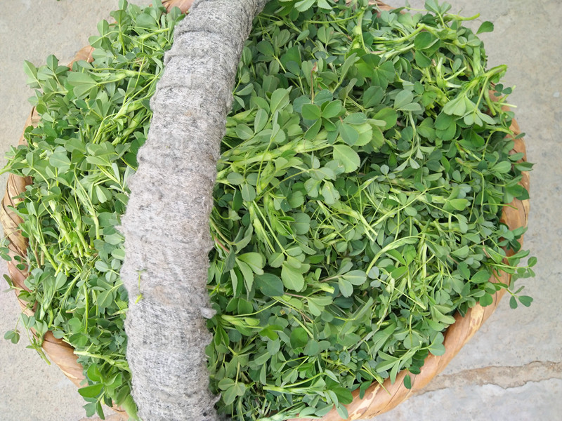 现摘秦岭野生新鲜苜蓿菜食用苜蓿菜牙嫩芽草头山野蔬菜包邮3斤装