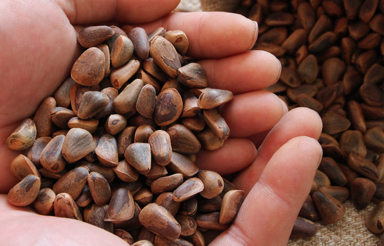 东北特产大锅炒制 手剥开口松子 野生松子 优质超大原味坚果250g