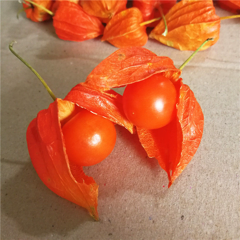 长白山野生山姑娘红姑娘2斤每份皮干果鲜苦姑娘红菇娘泡水泡蜂蜜