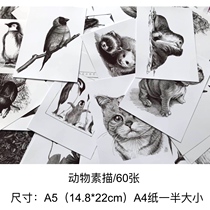 Special clearance animal creative sketch copy card film