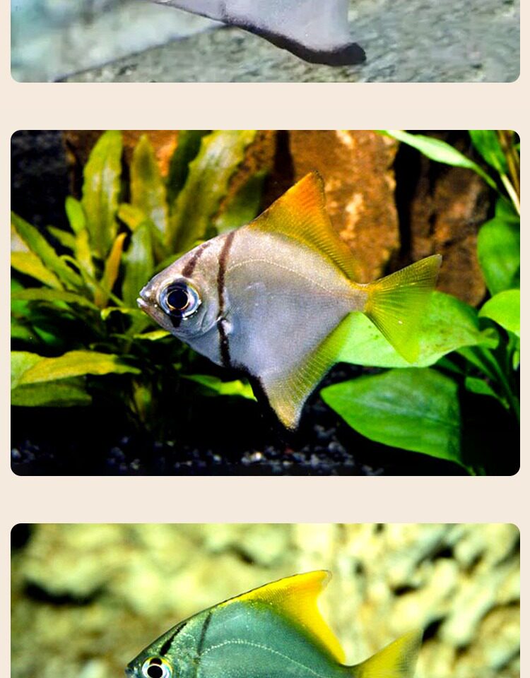 黄鳍鲳鱼珊瑚神仙鱼海水鱼淡化人工繁育群游蝙蝠鲳鱼大眼鲳淡水鱼