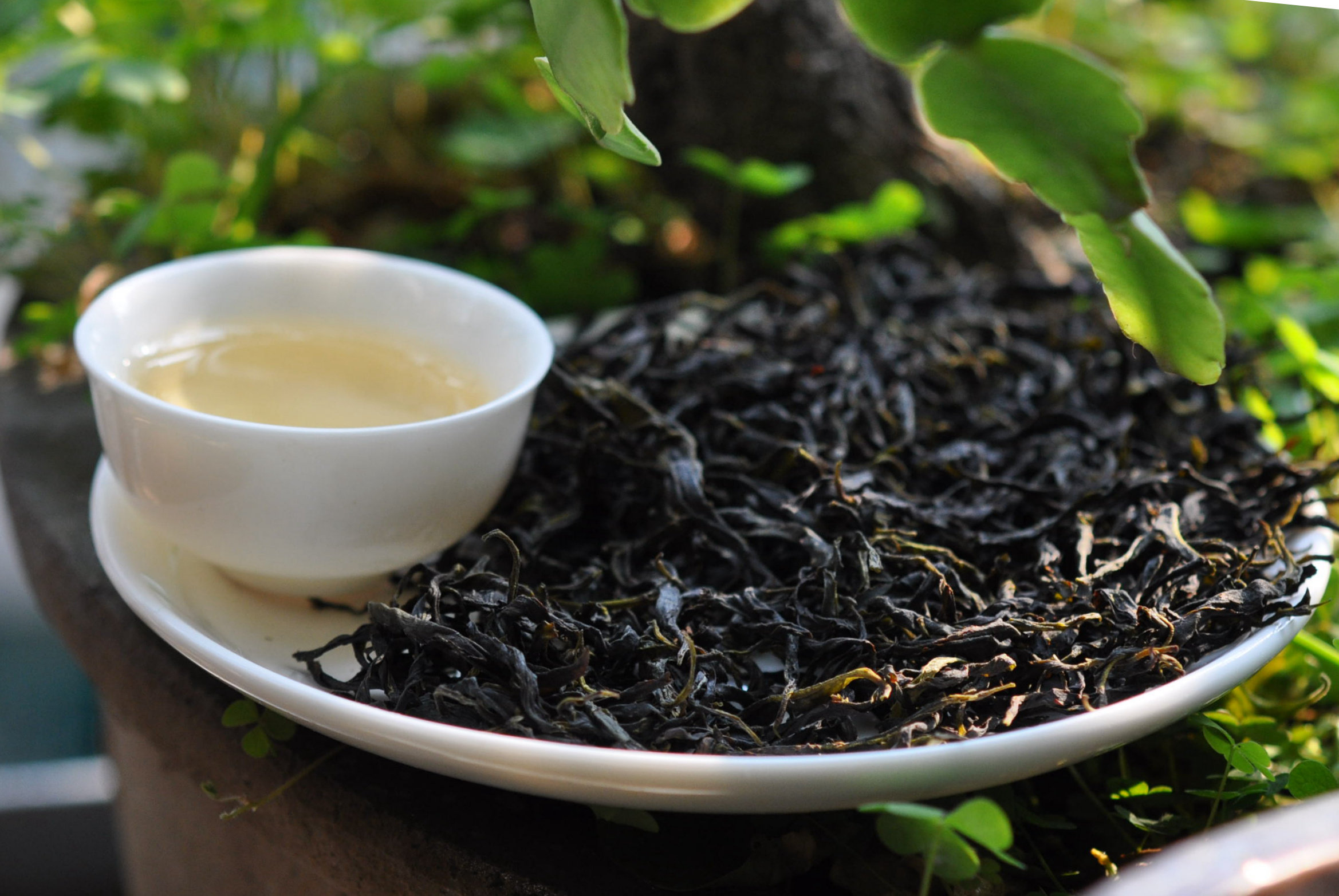 细数那些清新好茶,满满的春天气息 - 天猫精选