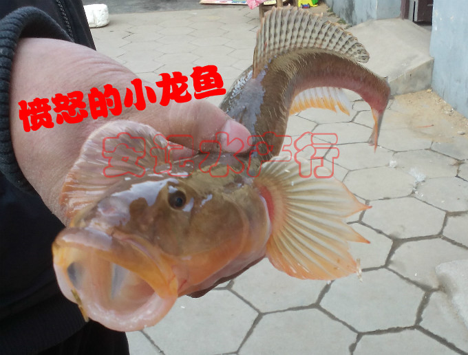 连云港特产海鲜鲜活水产沙光鱼新鲜小龙鱼海鲜推浪鱼赛龙王