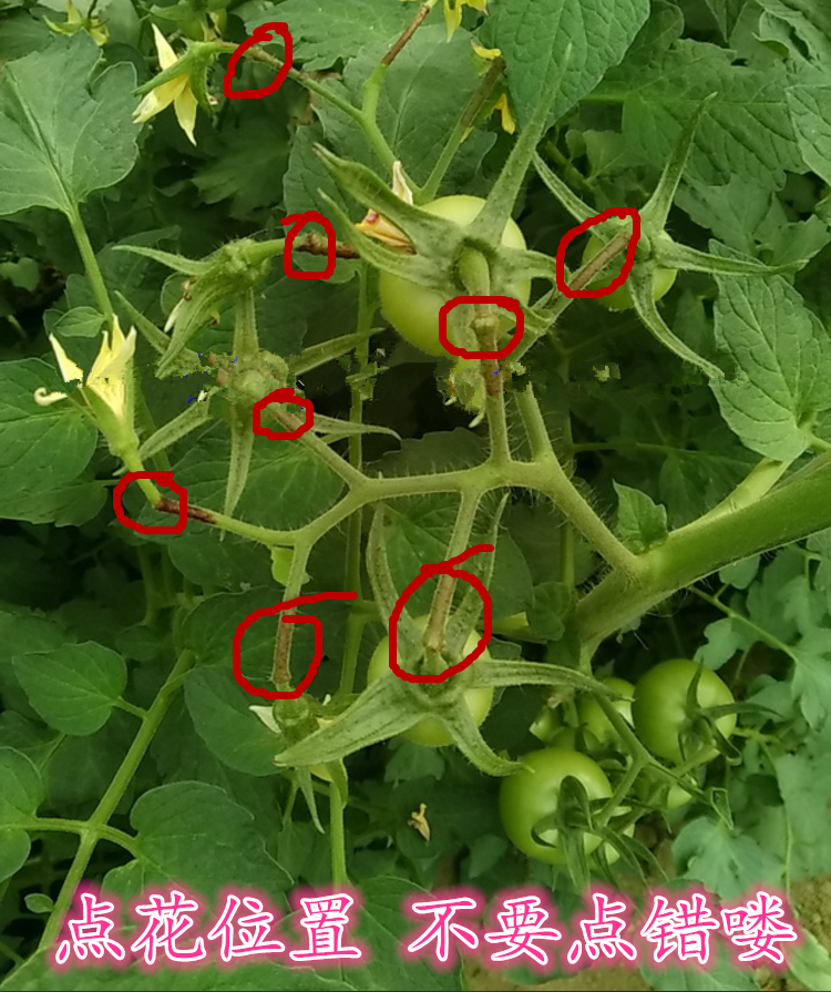番茄洋柿子西红柿蘸花药点花授粉药剂董氏好喜沾花药坐果灵保果剂