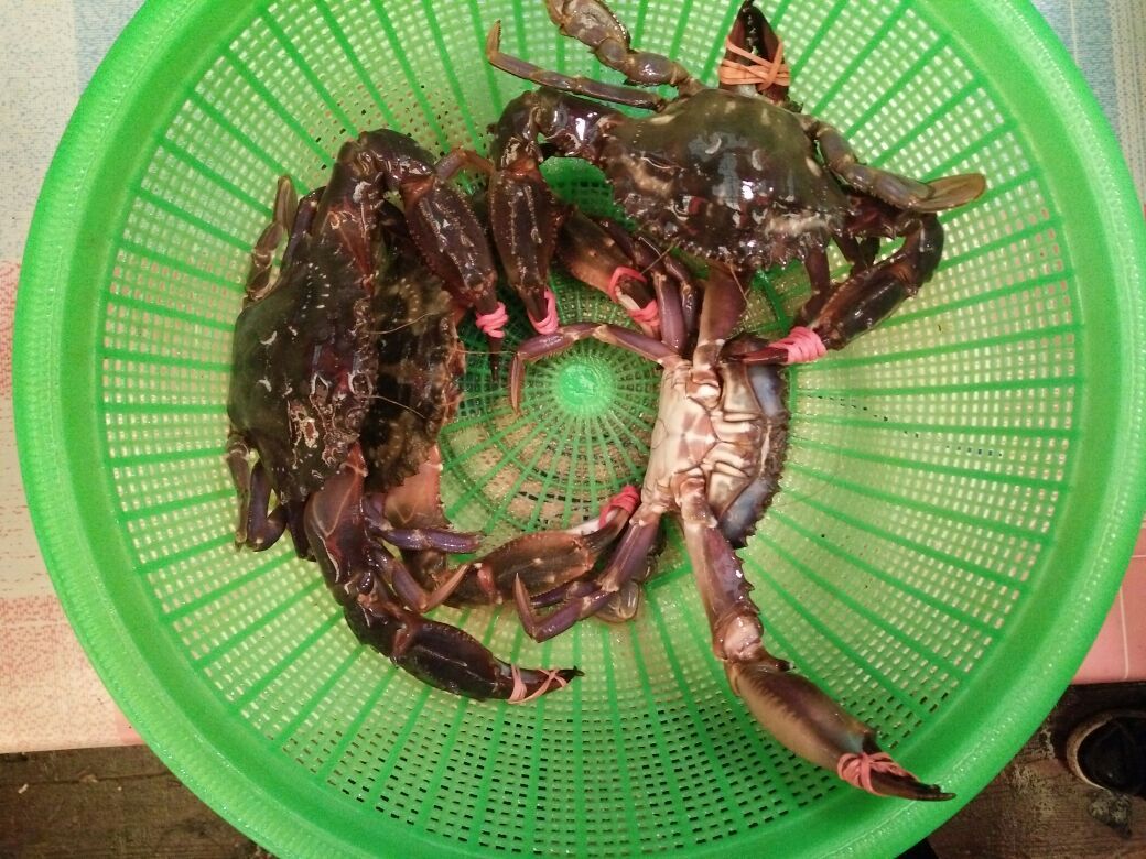 大连市庄河赤甲红鲜活螃蟹 海蟹 石甲红 青蟹 梭子蟹两斤顺丰包邮_7折