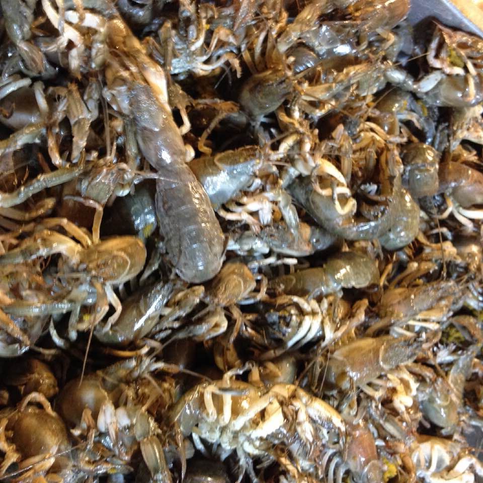 大连庄河海鲜特产 当日现钓的鲜活蝼蛄虾 新鲜泸沽虾 芦沟虾海虾_7折