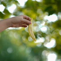 First batch of just more than 100 kilos of fresh mango greens done with fresh mangoes made of mango