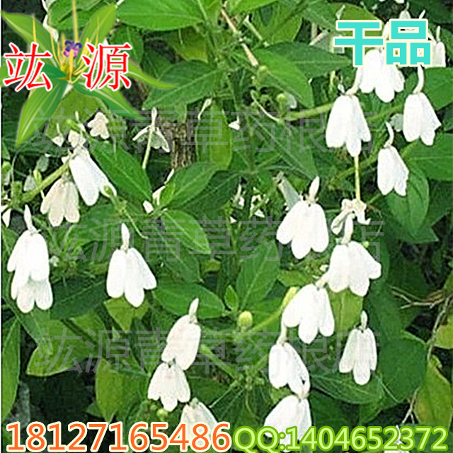 野生 白鹤灵芝 白鹤灵芝草 癣草 竑源青草药根 中草药 干货 500克