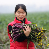 Honghu Wang Wenjuan fresh vegetable Moss 2000g red cabbage Moss Hubei farmhouse self-planted purple Moss