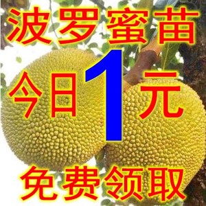 果树苗 南方北方种植 四季菠萝蜜树苗 马来西亚