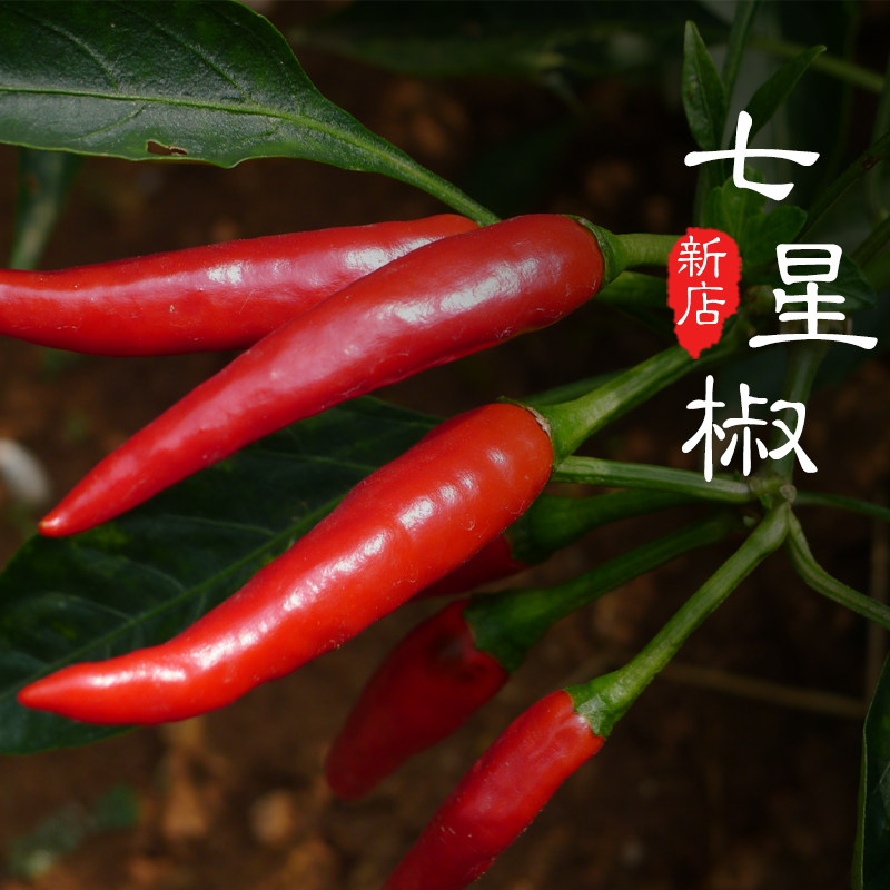 超辣的四川新鲜小米辣500克七星椒小米椒朝天椒 可制泡椒 2斤包邮