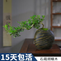 Qingxu potted shape refreshing mosquito repellent Pepper Wood four seasons old pile green plant balcony courtyard stone flower pot bonsai