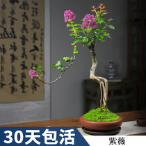 Lagerstroemia bonsai 100-day red flower boutique potted literati shape root green planting living room balcony desk interior