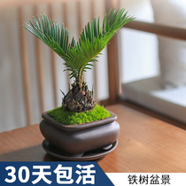 Iron tree bonsai Cycas mini potted green plant purification air indoor desktop desk living room ornaments to absorb formaldehyde