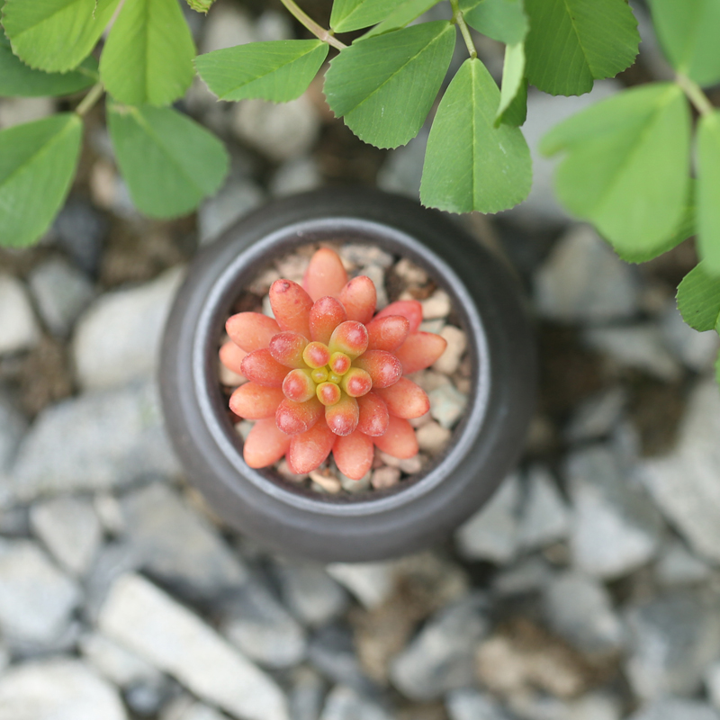 壹分皿 多肉植物虹之玉景天科多肉 肉肉植物办公室绿植小盆栽红色产品展示图1