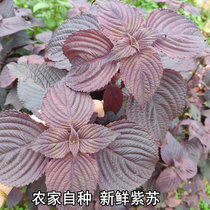 Hunans Xiangyin County Fresh Purple Su Go to Fishy Spice Seasoning to Fry Fish for Vegetable Zhangshu Harbor Chili activities