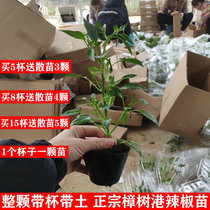 Zhangshu Port Hot Chili Miao whole cup with earth with basin to ship Hunan chilli Miao Zhengzong origin straight hair