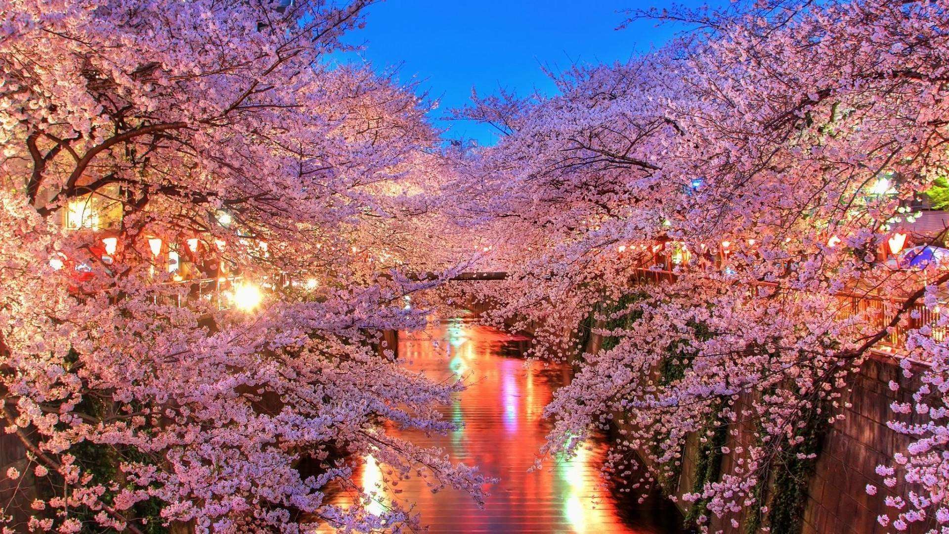【喜螺樱花】河津樱*日本早樱花树苗 花量大 花期长