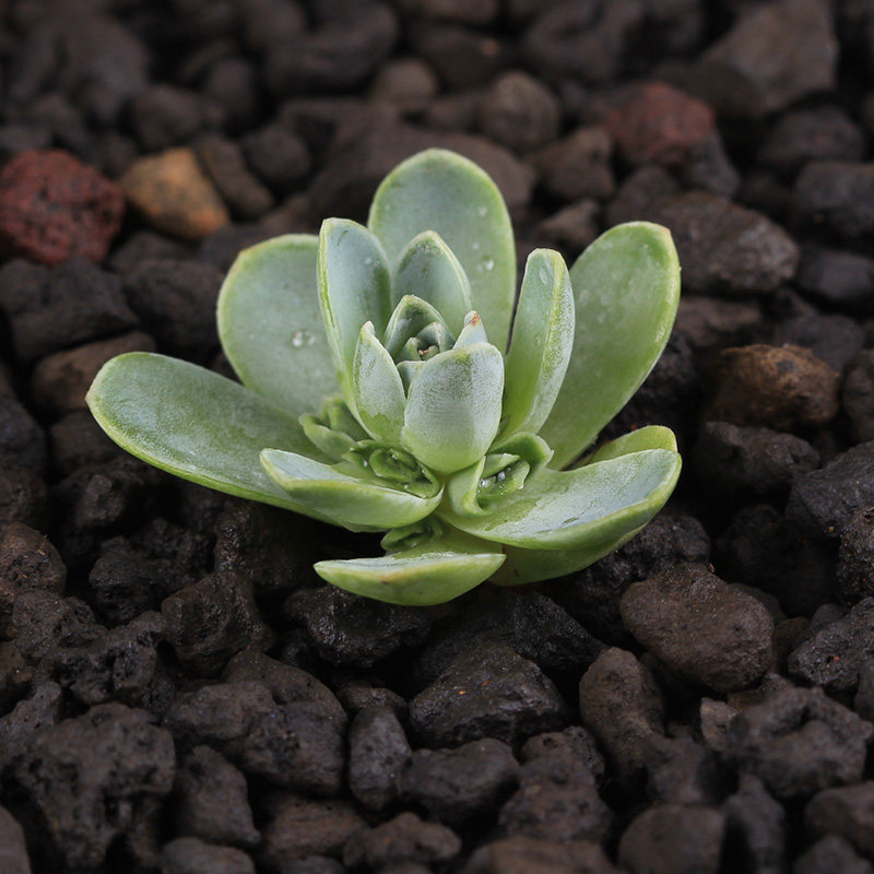 多肉植物山地玫瑰 桌面盆栽 黄金山地玫瑰 办公室盆栽 易养易培育