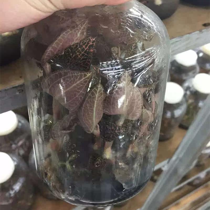 金线莲种子金线莲苗金线莲瓶苗 福建尖叶金线莲种苗一瓶30棵左右