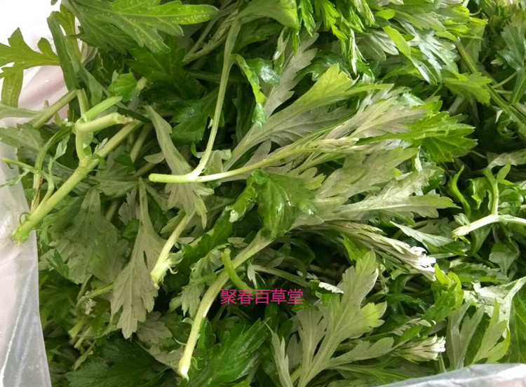 新鲜人工种植现摘嫩艾叶艾艾蒿艾草艾菜无农药无施肥 500克顺丰