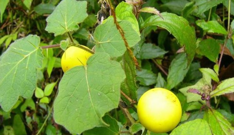 新鲜野生黄果茄牙痛果 天茄子 大丁茄 大苦果野茄果500克顺丰_7折现价