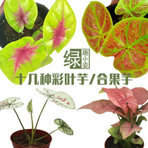 Colorful leaf taro fruit taro sea potato leaf-viewing colorful leaf plant Rainforest tank landscaping Yin-resistant green plant Zebra white rhino potted plant