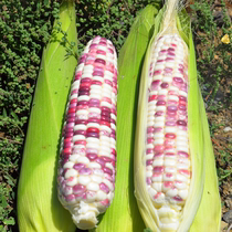 Guangxi Fresh Freshly Found Hair Corncob Glutinous Corn Color Glutinous Corn With Box 5 Cati Fruits