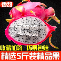(Normal hair) white heart dragon fruit fresh 5kg tropical fruit non red heart dragon fruit white flesh