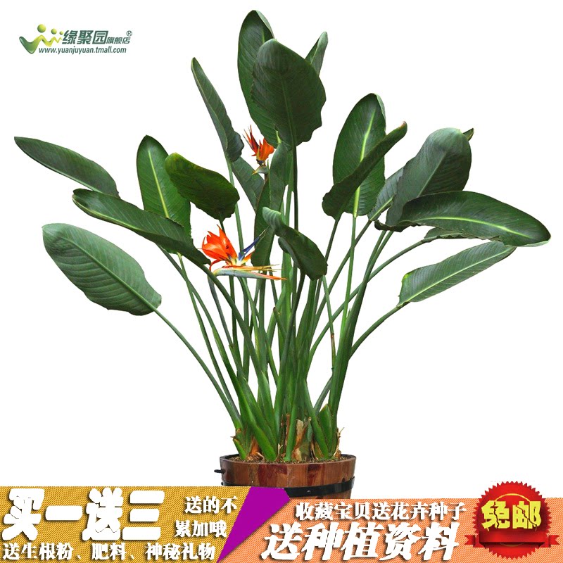 室内盆栽花卉 鹤望兰大苗 天堂鸟 吸甲醛 鹤望兰4年苗 鹤望兰盆栽_7折