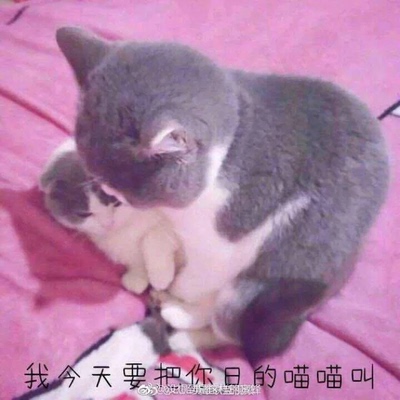 每个球球都有个粉色小包装袋子包好，里面还有两个备用扣子，质量也很不错的。值得购买啦